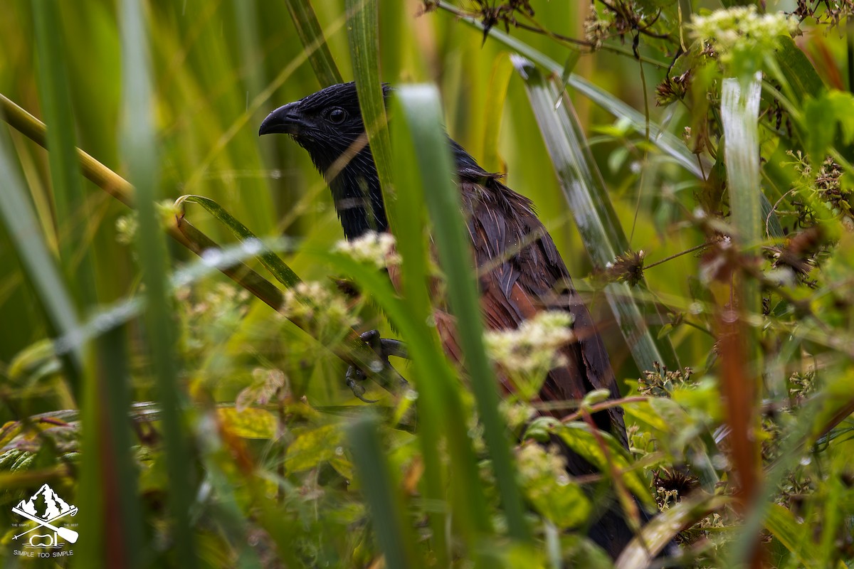 Lesser Coucal - ML646240841