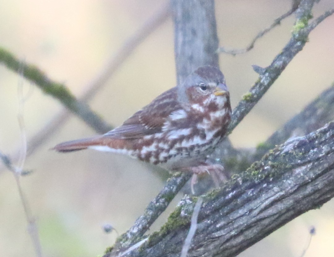 Fox Sparrow (Red) - ML646240842