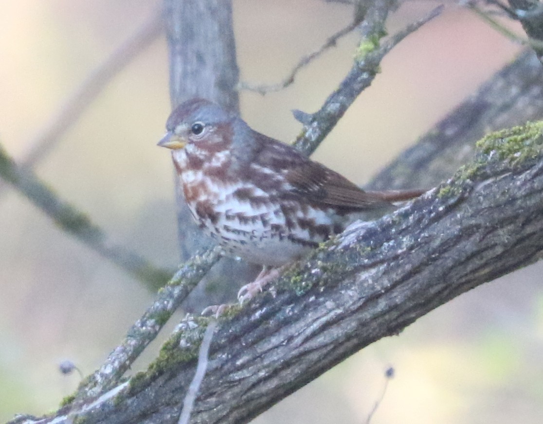 Fox Sparrow (Red) - ML646240843