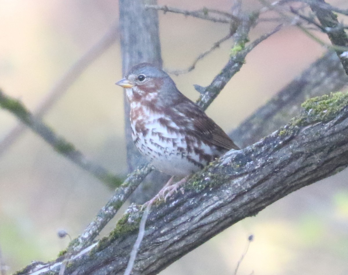 Fox Sparrow (Red) - ML646240844