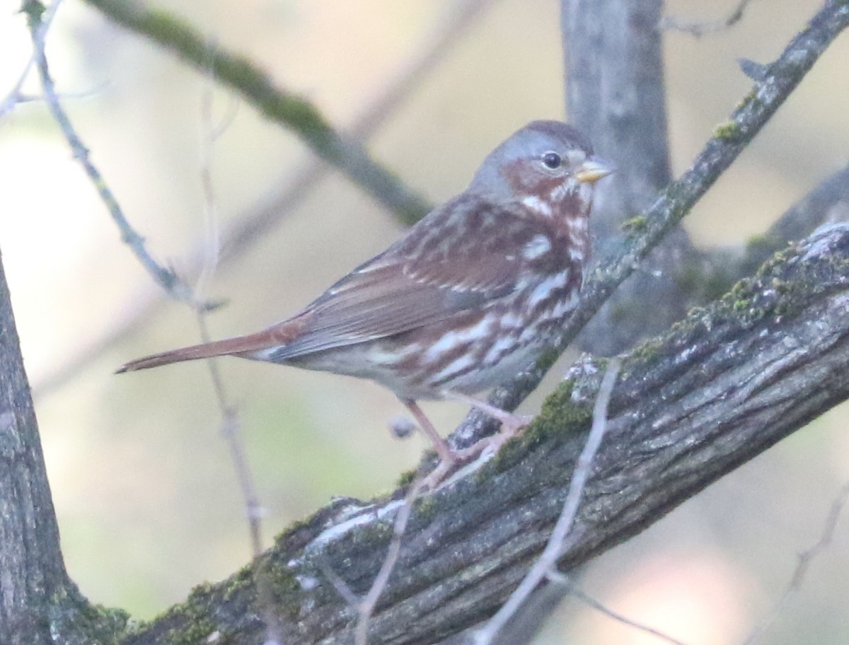 Fox Sparrow (Red) - ML646240845