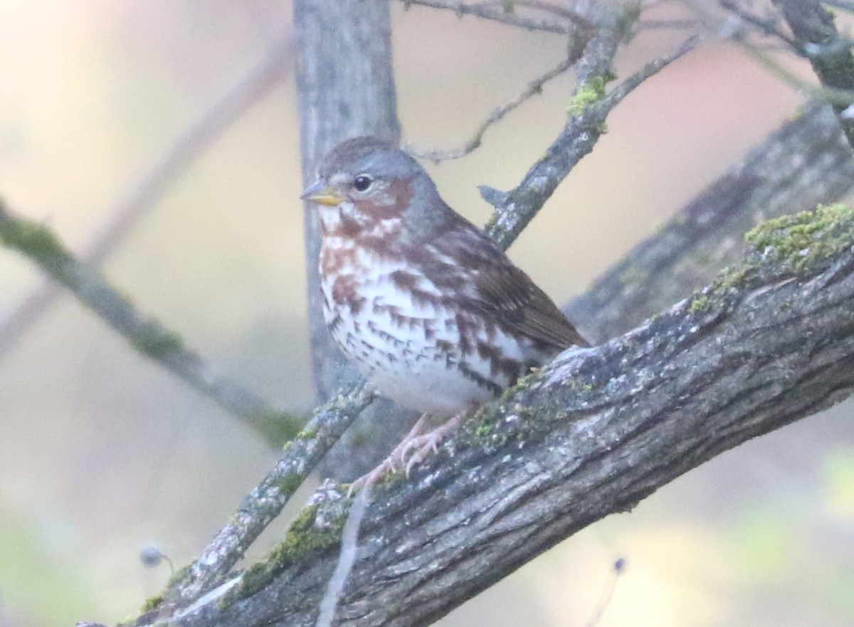 Fox Sparrow (Red) - ML646240846
