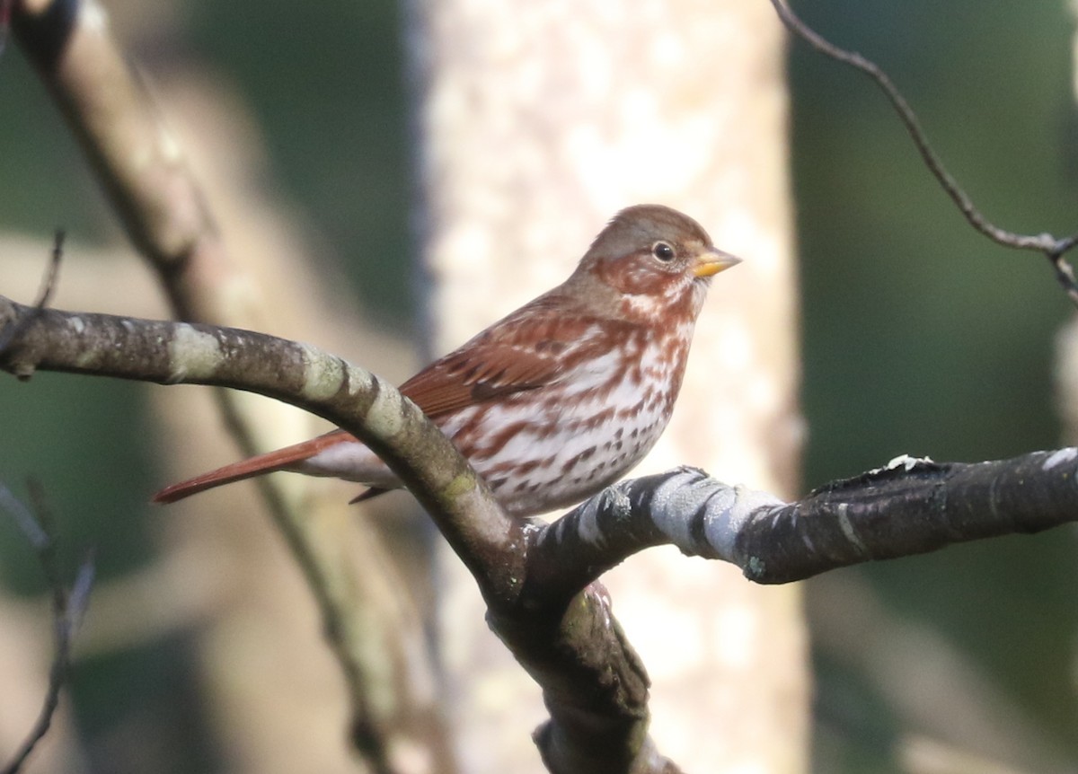Fox Sparrow (Red) - ML646240847