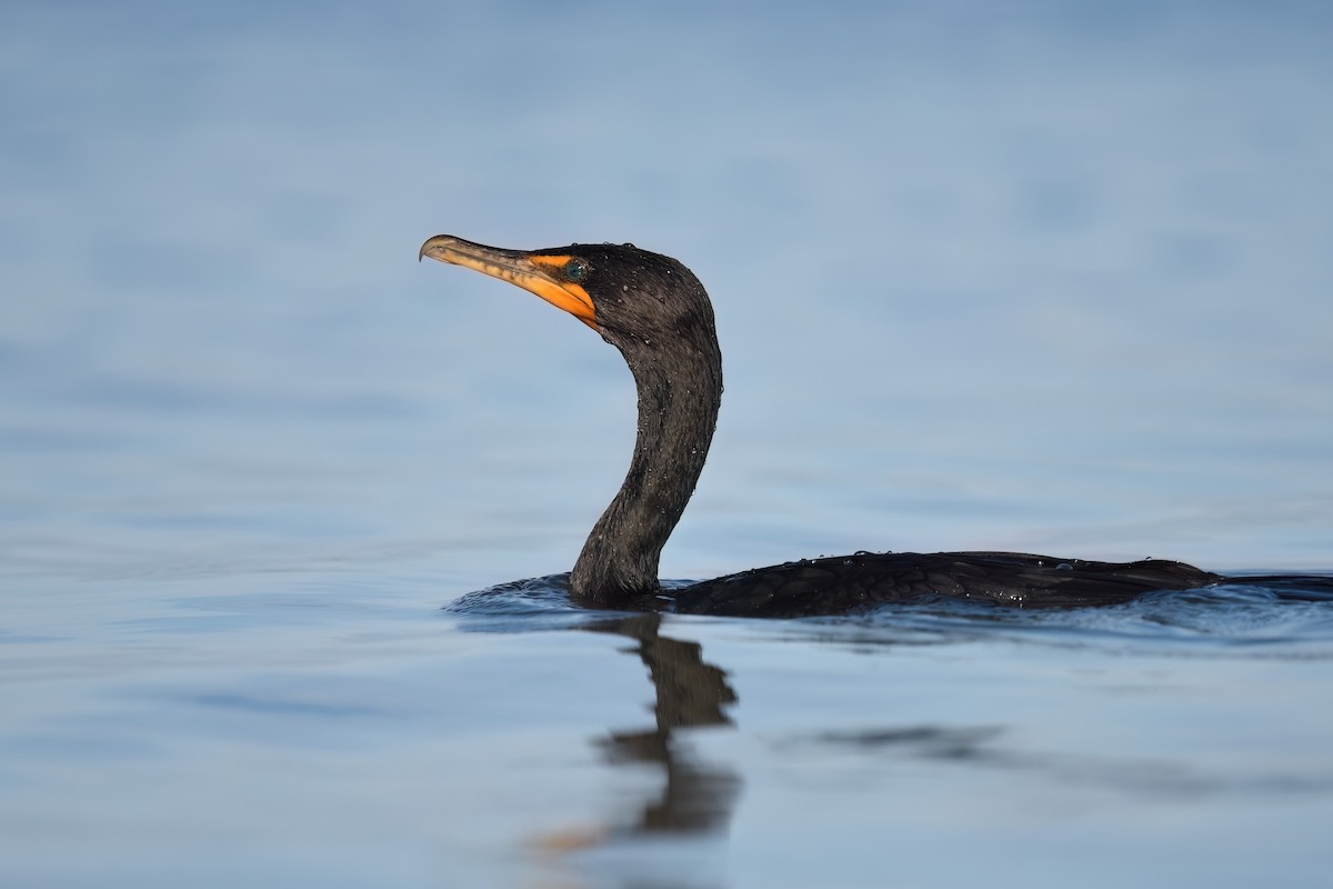 kormorán ušatý - ML646240848