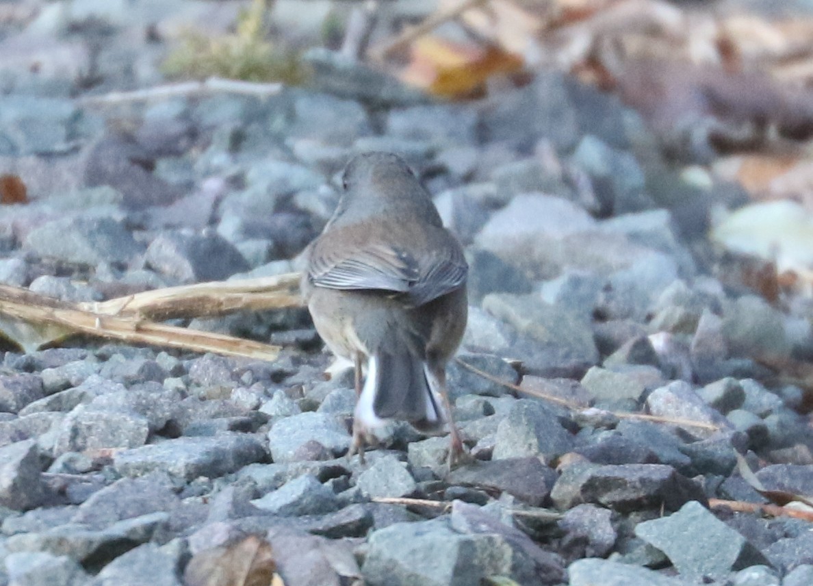 Dark-eyed Junco - ML646240859