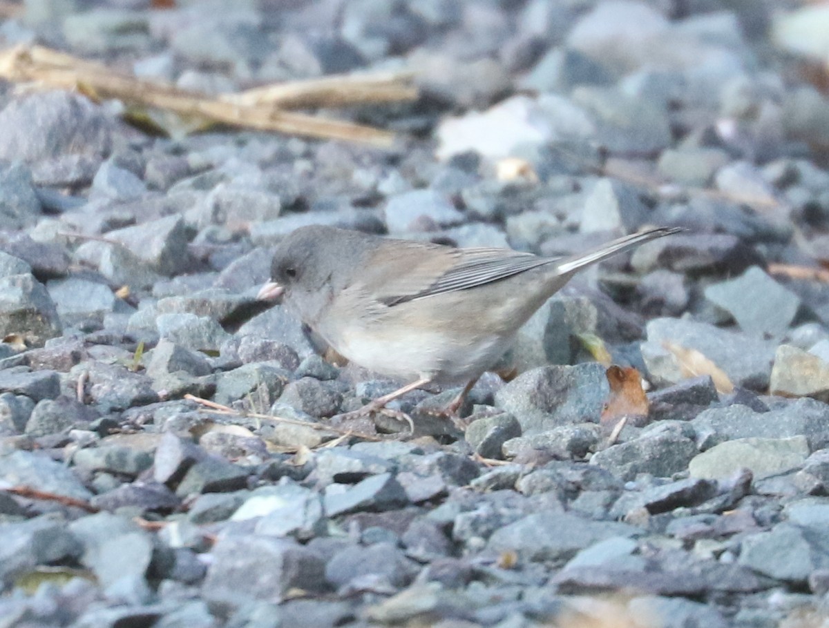 Dark-eyed Junco - ML646240861