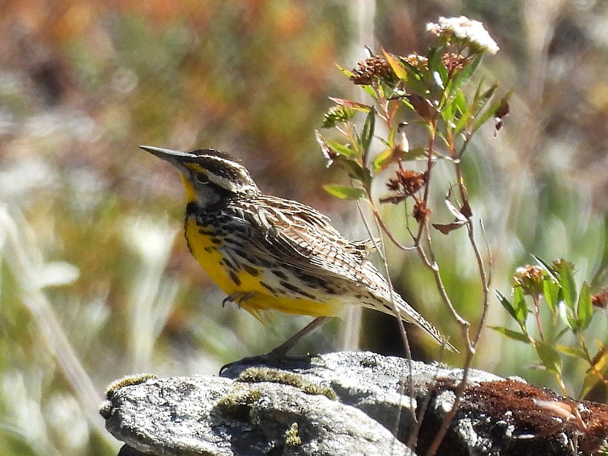 Eastern Meadowlark - ML646240870