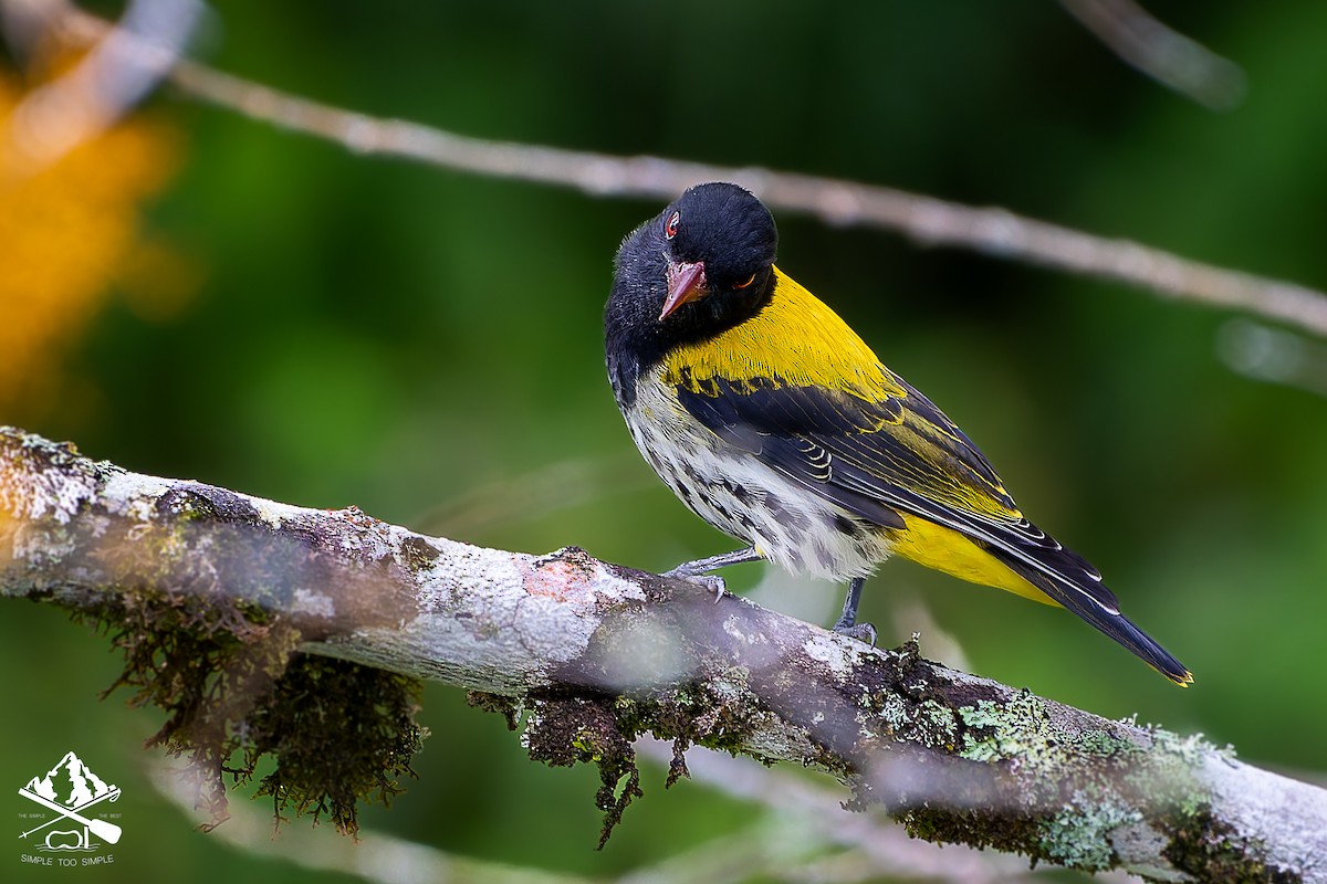 Ventriloquial Oriole - ML646240871