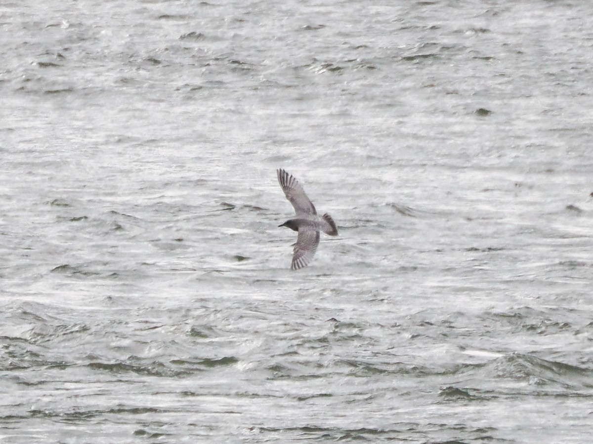 Iceland Gull (Thayer's) - ML646240873