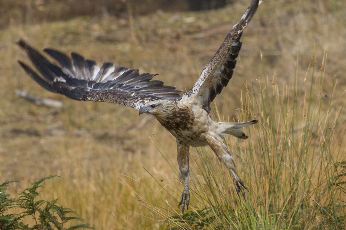 White-bellied Sea-Eagle - ML646240874