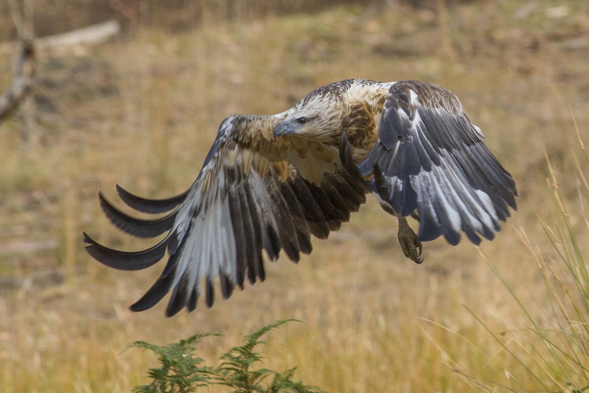 White-bellied Sea-Eagle - ML646240879
