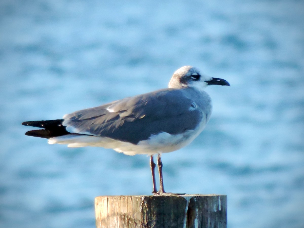 Laughing Gull - ML646240882