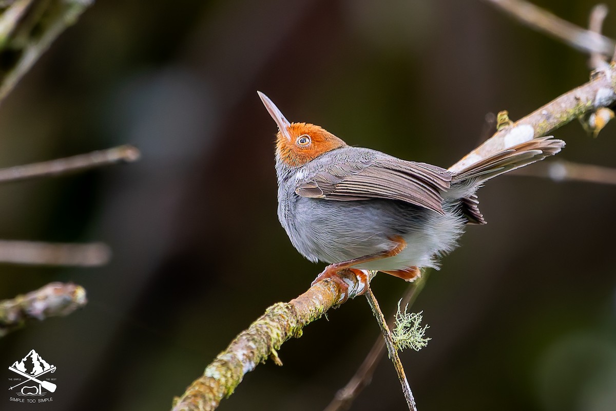 Ashy Tailorbird - ML646240883