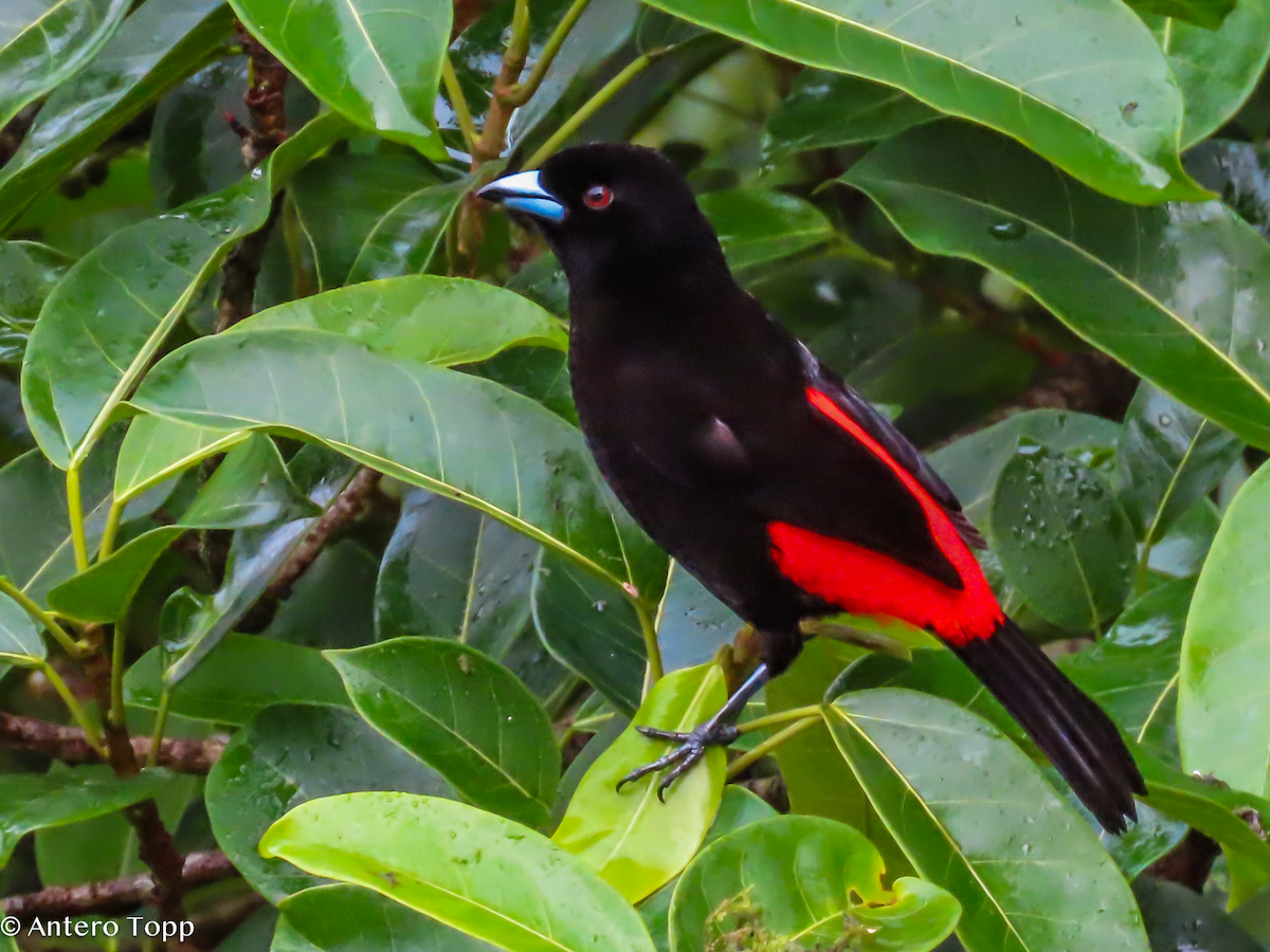 Scarlet-rumped Tanager - ML646240886