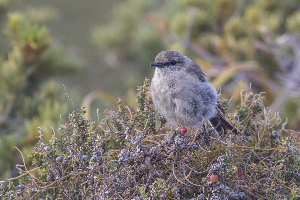 Dusky Robin - ML646240888
