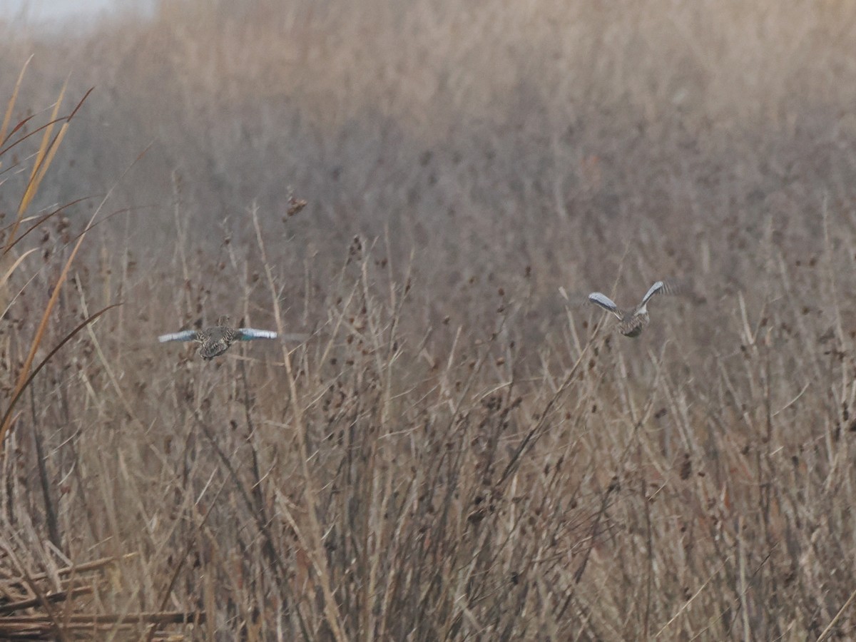Blue-winged Teal - ML646240889