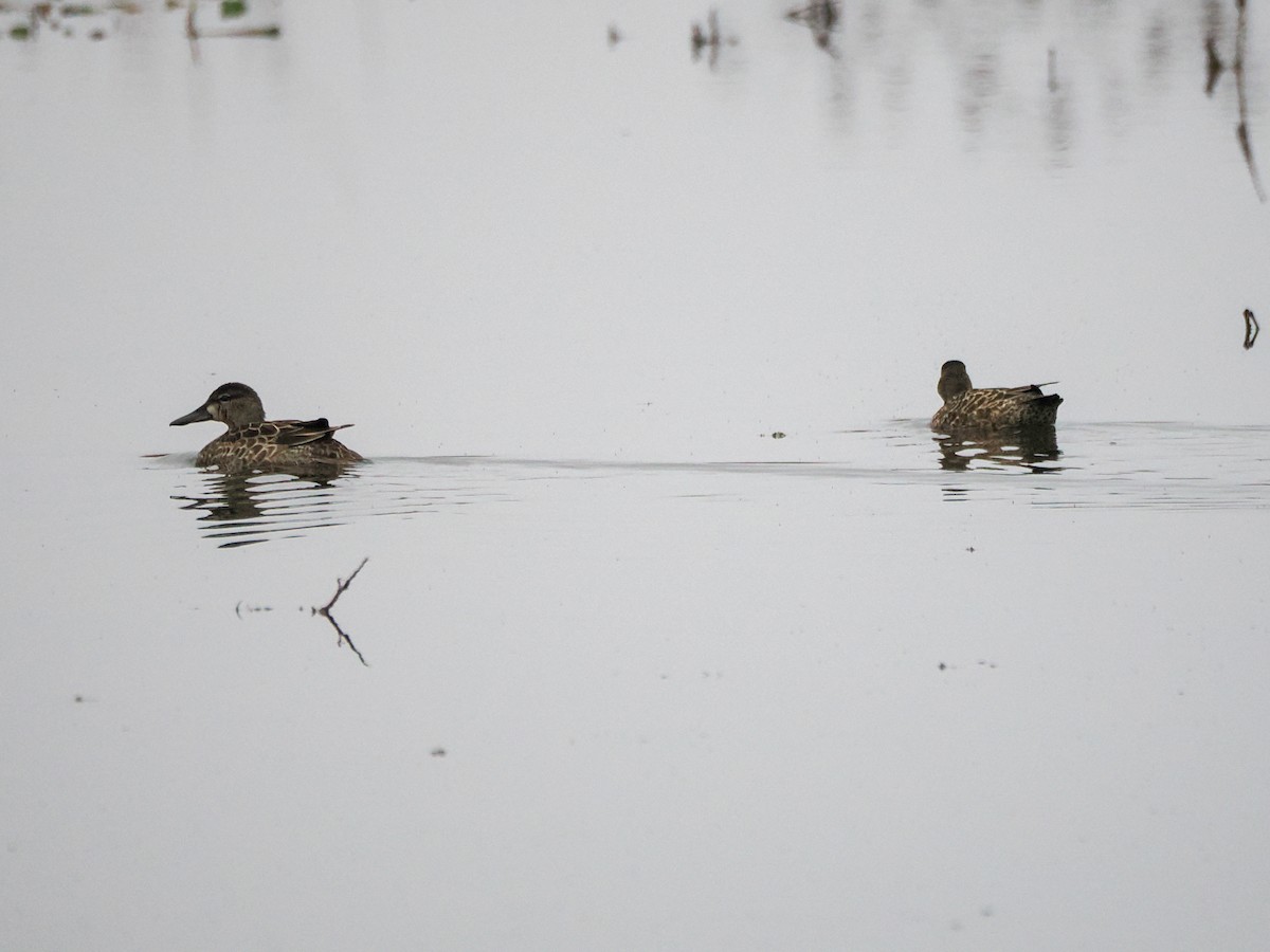 Blue-winged Teal - ML646240890