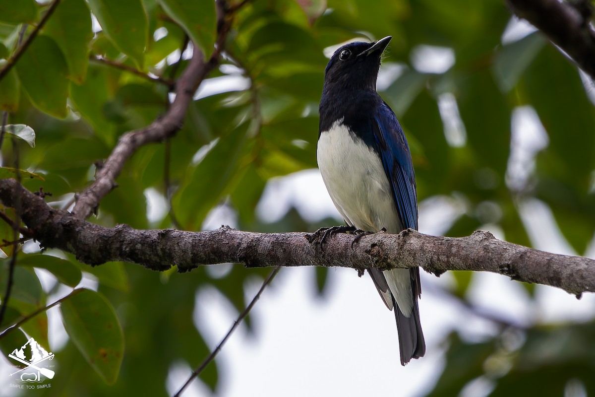 Blue-and-white Flycatcher - ML646240891