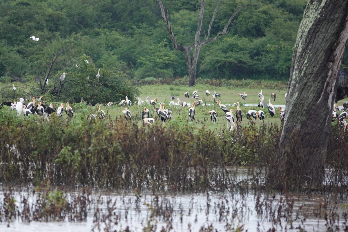 Painted Stork - ML646240898