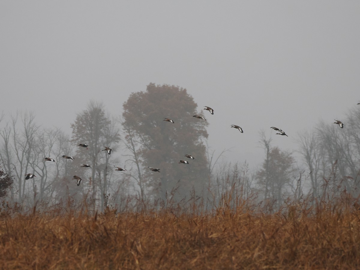 Black-bellied Whistling-Duck - ML646240900