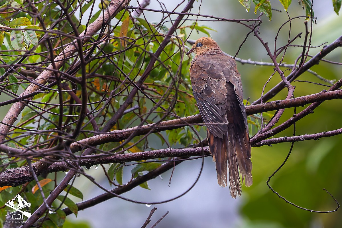 Little Cuckoo-Dove - ML646240901