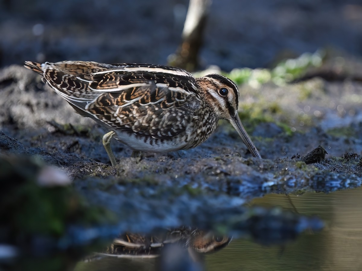 Wilson's Snipe - ML646240902
