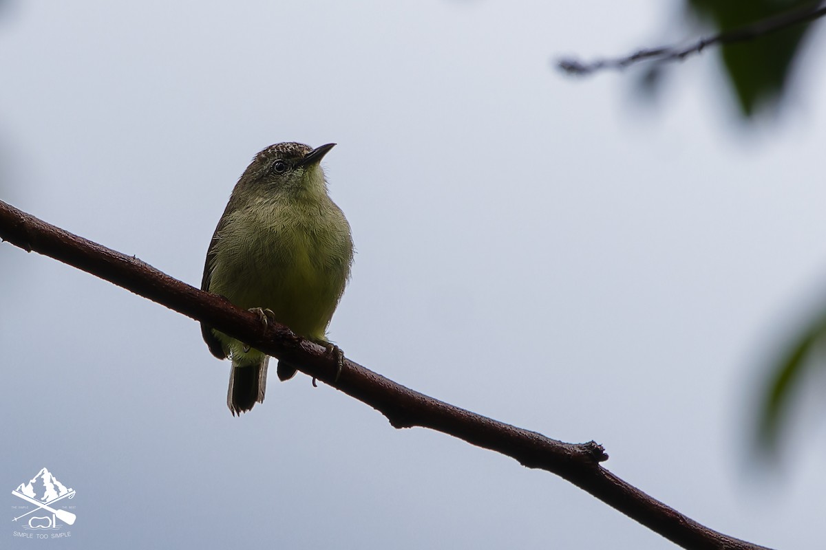 Pygmy Heleia - ML646240913