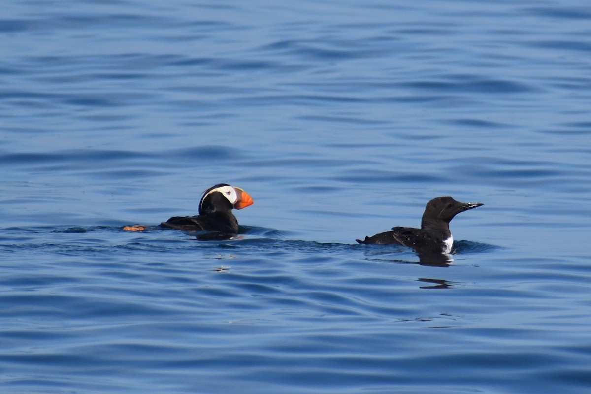 Tufted Puffin - ML646240917