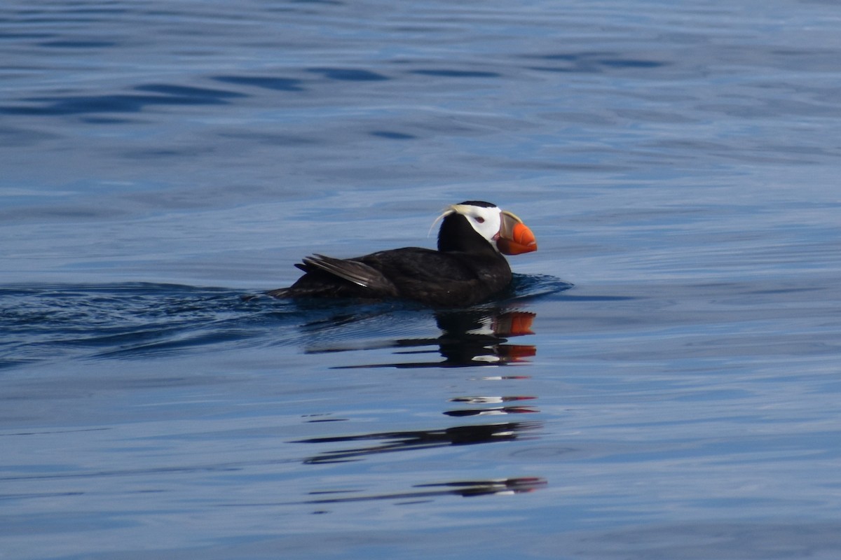 Tufted Puffin - ML646240918