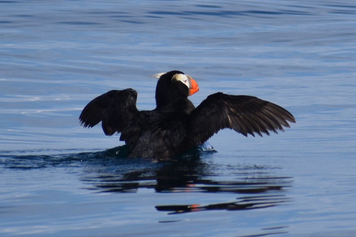 Tufted Puffin - ML646240919