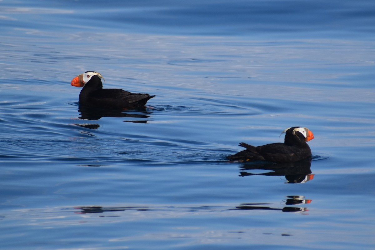 Tufted Puffin - ML646240920