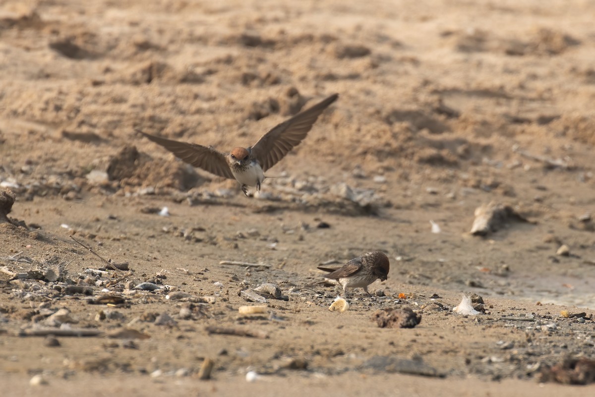 Streak-throated Swallow - ML646240921