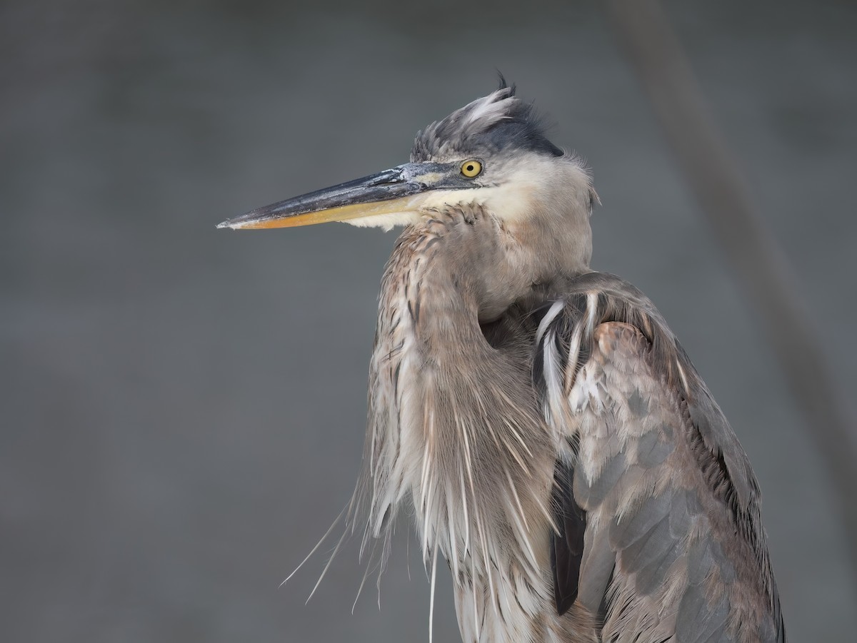 volavka velká - ML646240923