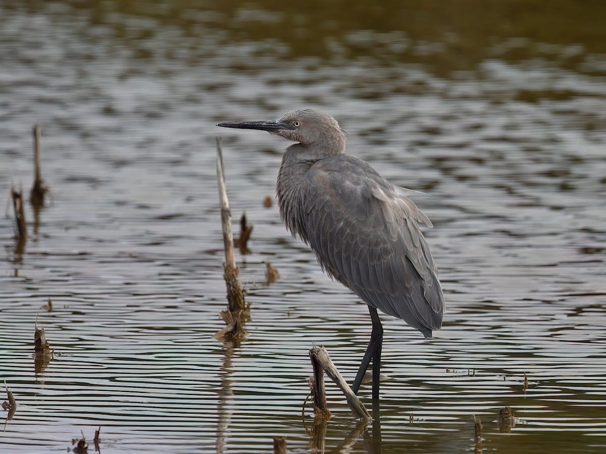 volavka červenavá - ML646240925
