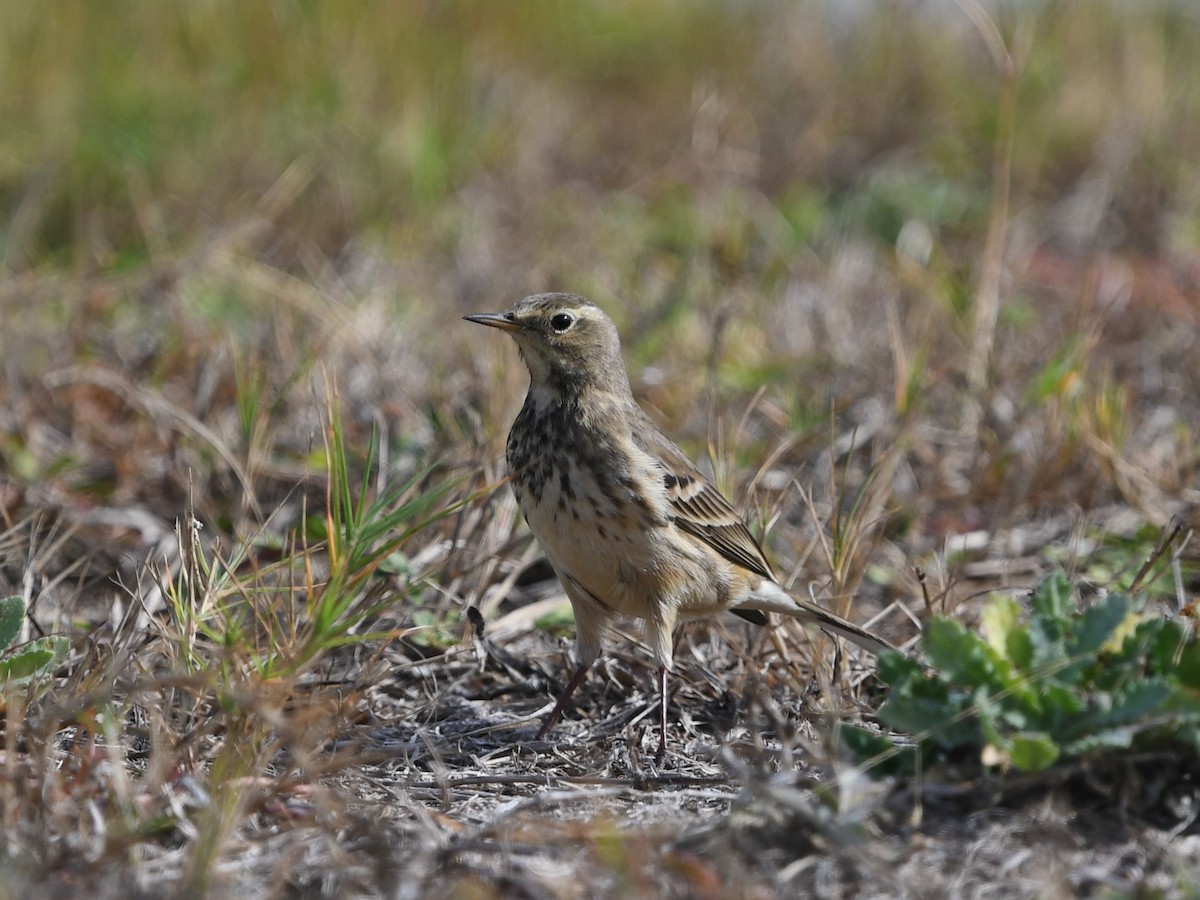 linduška tundrová - ML646240928