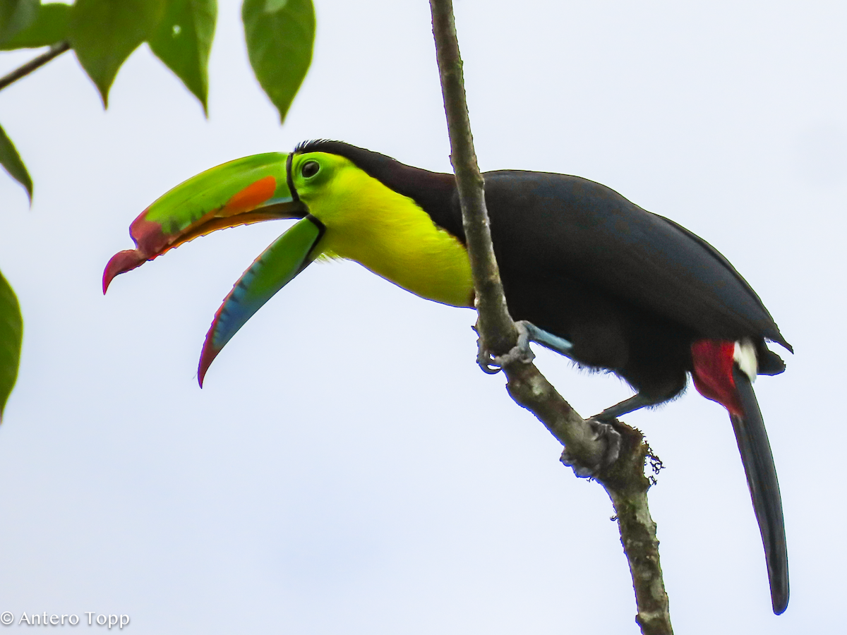 Радужный тукан - ML646240934