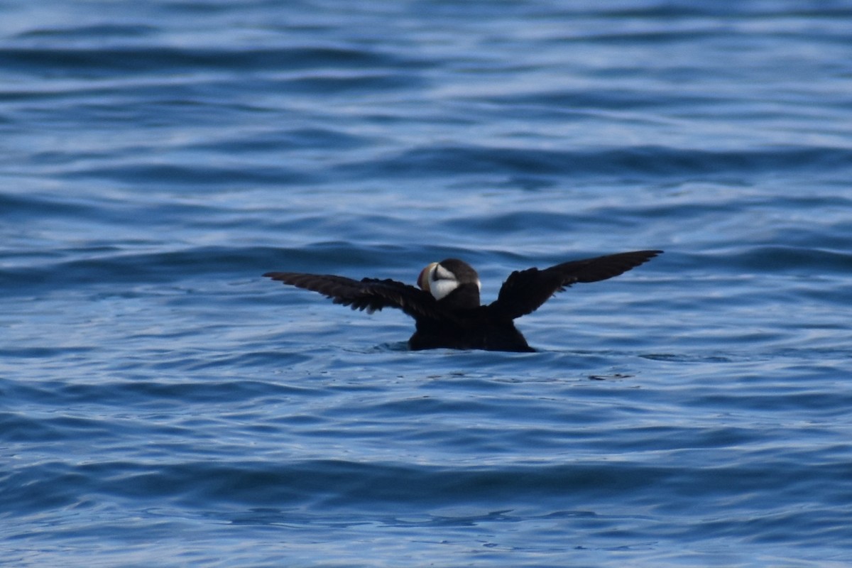 Horned Puffin - ML646240937