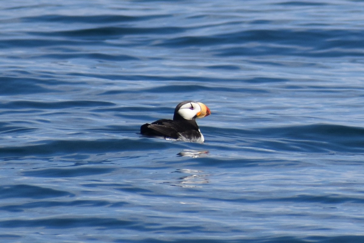 Horned Puffin - ML646240938