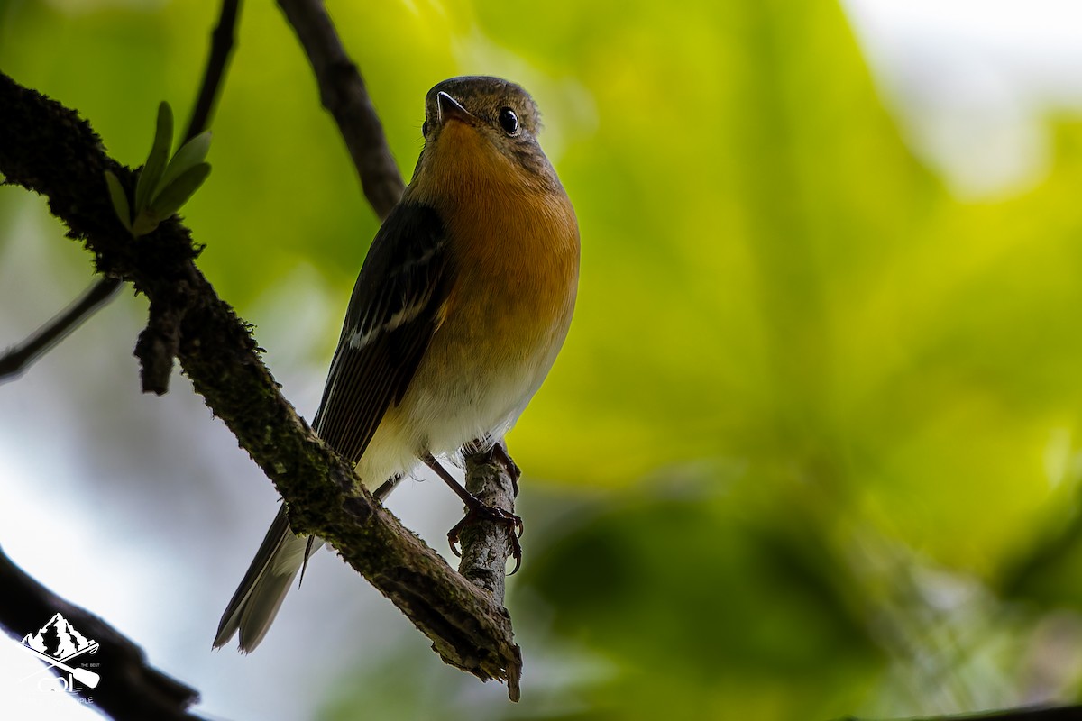 Mugimaki Flycatcher - ML646240940