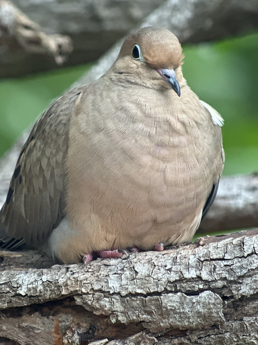 Mourning Dove - ML646240941