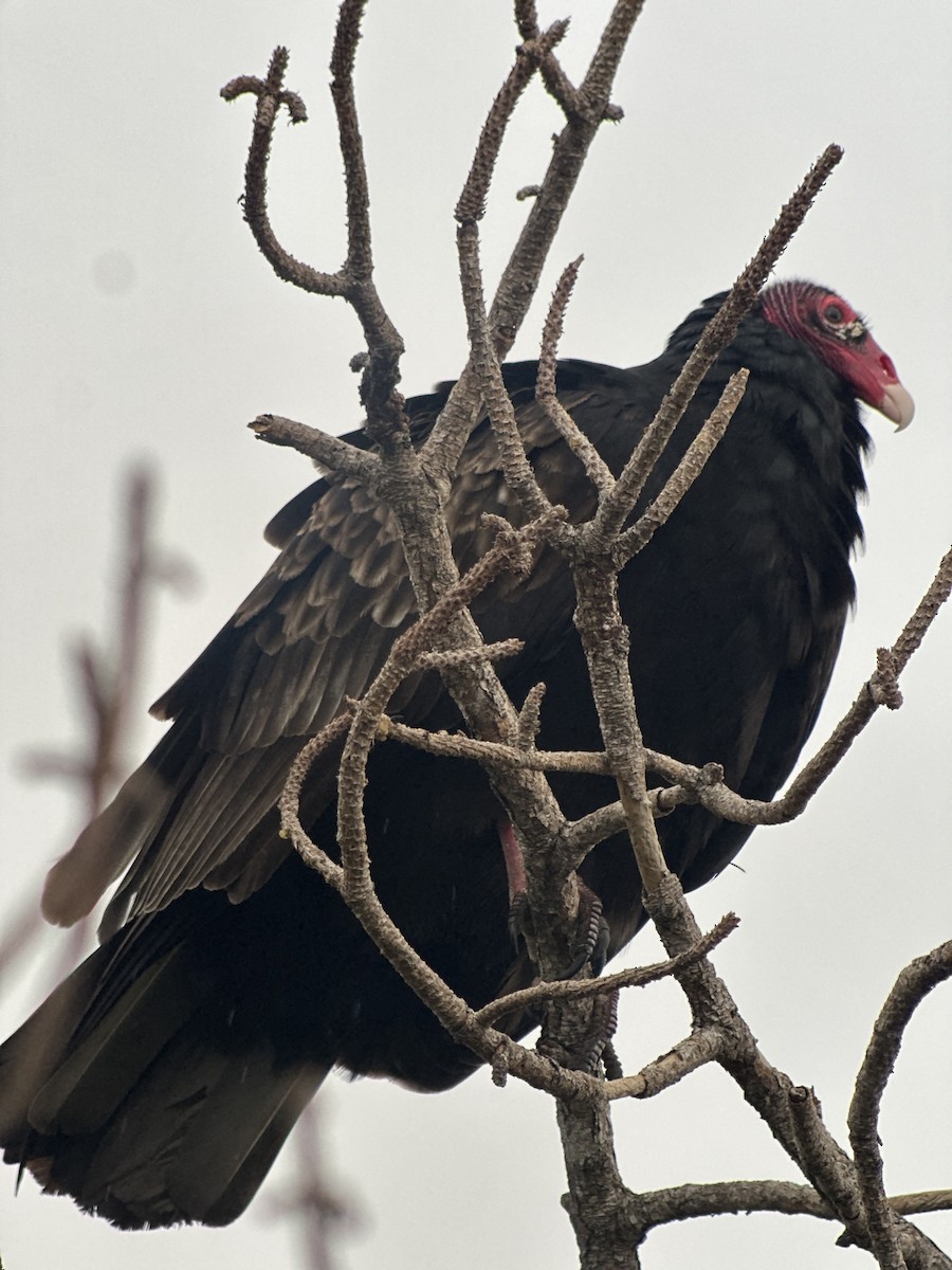 Turkey Vulture - ML646240942