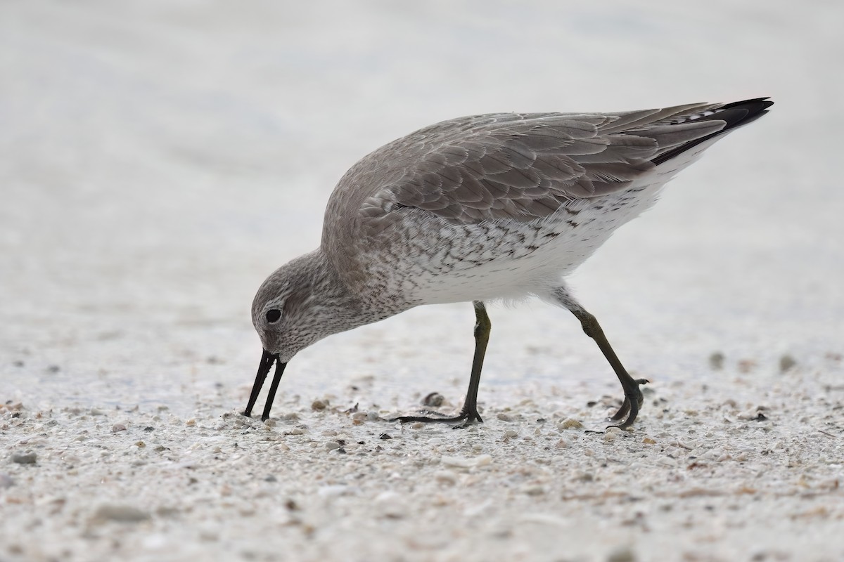 Bécasseau maubèche - ML646240943