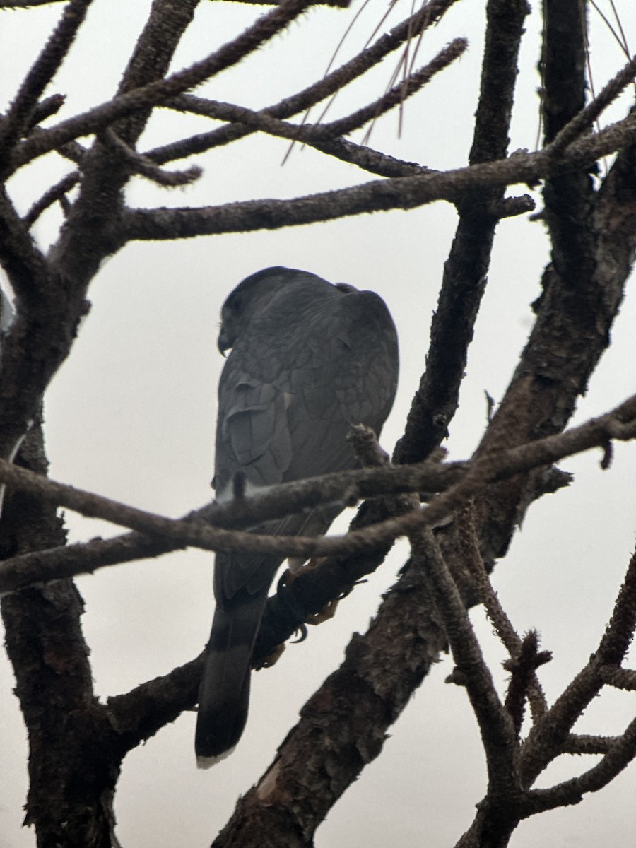 Cooper's Hawk - ML646240944