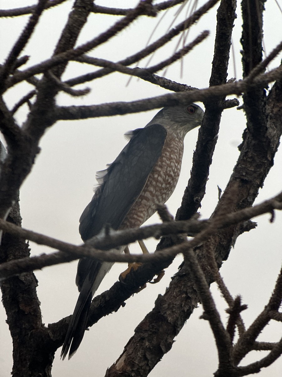 Cooper's Hawk - ML646240945