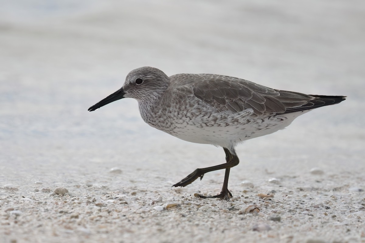 Bécasseau maubèche - ML646240947