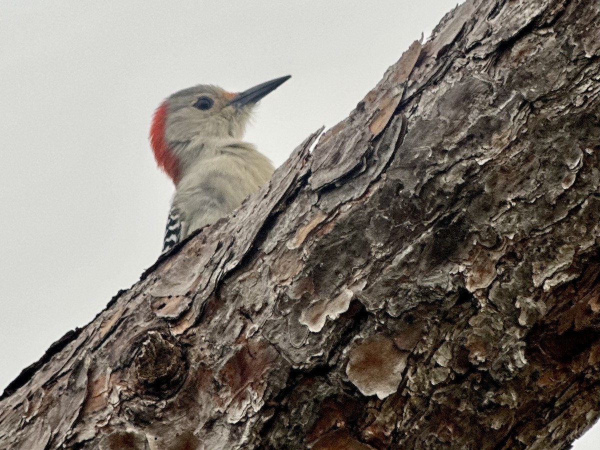 Red-bellied Woodpecker - ML646240949