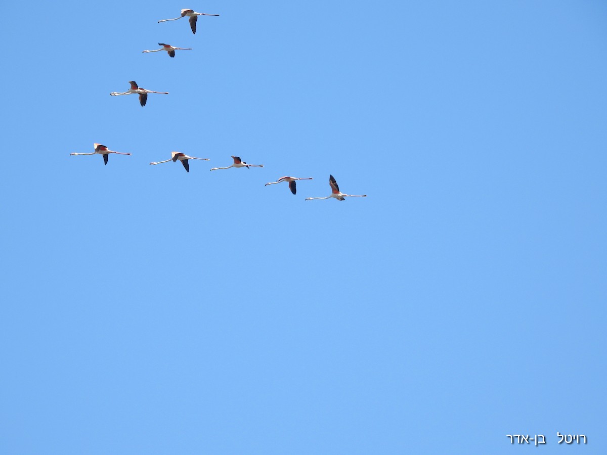 Greater Flamingo - ML646240950