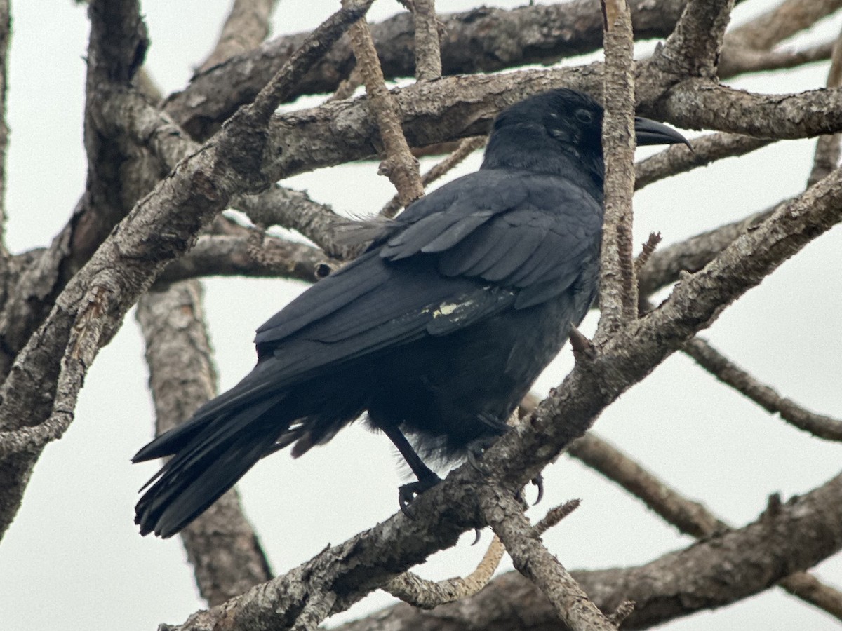 Fish Crow - ML646240951