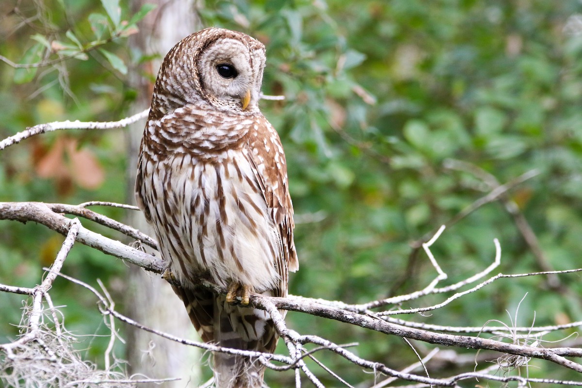 Barred Owl - ML646240953