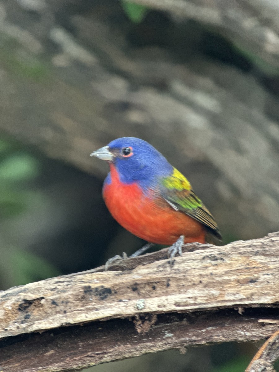 Painted Bunting - ML646240956